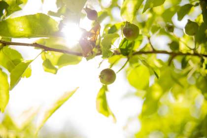 Célébrations - La Bastide de Moustiers - Printemps dans les Gorges du Verdon 